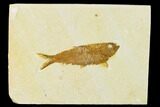 Detailed Fossil Fish (Knightia) - Wyoming #155479-1